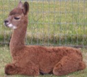 Alpaca