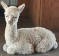 Alpaca