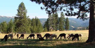 Alpacas