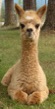 Alpaca