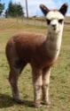 Alpaca