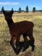 Alpaca