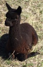 Alpaca