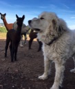 Alpaca and Guard Dog