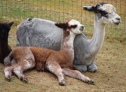 Alpacas