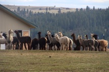 Alpacas