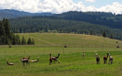 Alpacas