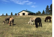 Alpacas